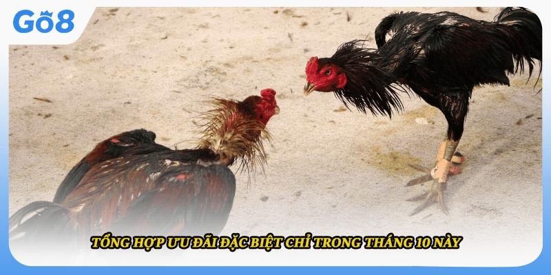 Tổng hợp ưu đãi đặc biệt chỉ trong tháng 10 này
